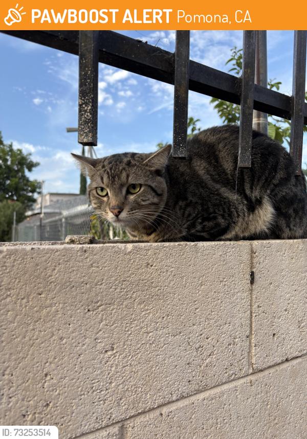 Found/Stray Unknown Cat last seen Webber, Pomona, CA 91768