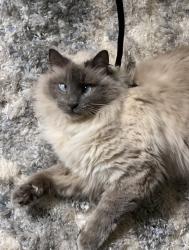 Lost Male Cat last seen Childers road, Roswell, GA 30075