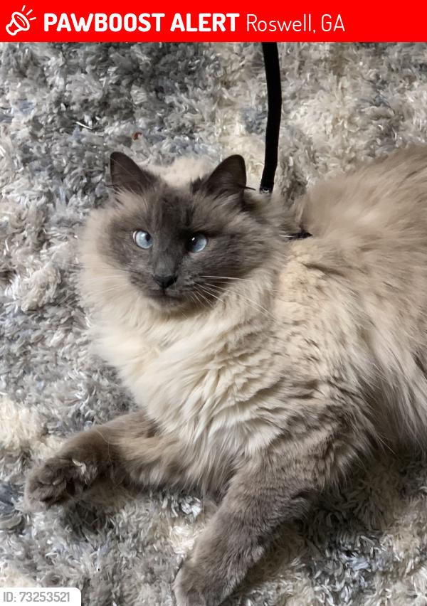 Lost Male Cat last seen Childers road, Roswell, GA 30075