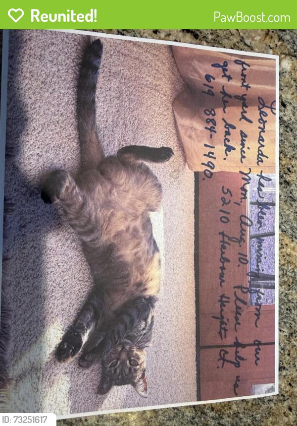 Reunited Female Cat last seen Harbour Heights Ct & Harbour Heights Rd 92109, San Diego, CA 92109
