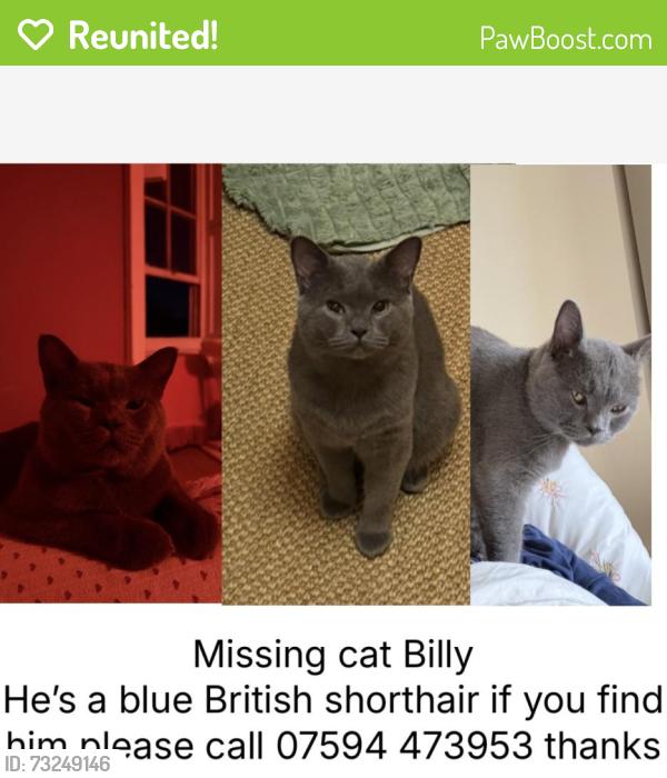 Reunited Male Cat last seen Royail Mail on Clifton Road or Richmond Terrace in Clifton BS81AE, Clifton, England BS8 1AE