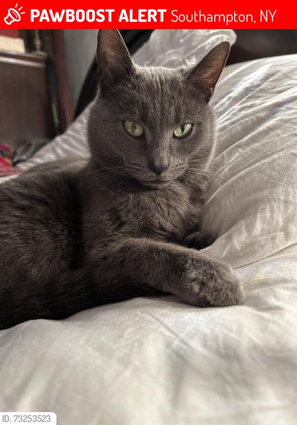 Lost Male Cat last seen Noyac Road, Southampton, NY 11968