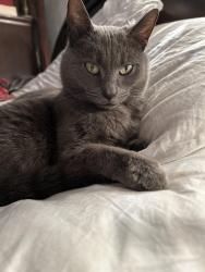Lost Male Cat last seen Noyac Road, Southampton, NY 11968