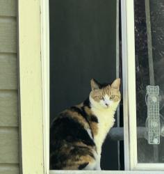 Lost Female Cat last seen Morning Sky Ave Meridian Idaho, Meridian, ID 83646