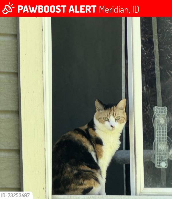 Lost Female Cat last seen Morning Sky Ave Meridian Idaho, Meridian, ID 83646