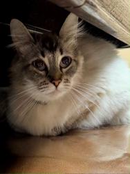 Lost Female Cat last seen Glen creek, Salem, OR 97304