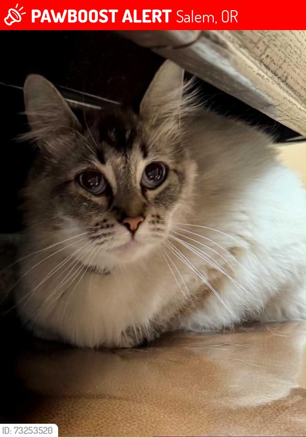 Lost Female Cat last seen Glen creek, Salem, OR 97304