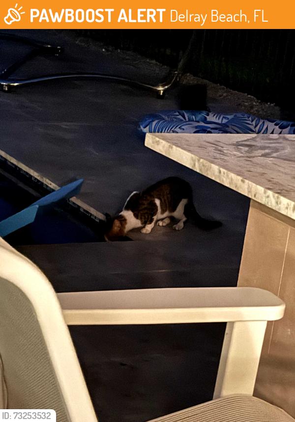 Found/Stray Unknown Cat last seen Seven Bridges, Delray Beach, FL 33446