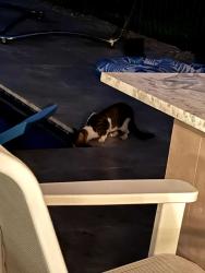 Found/Stray Unknown Cat last seen Seven Bridges, Delray Beach, FL 33446