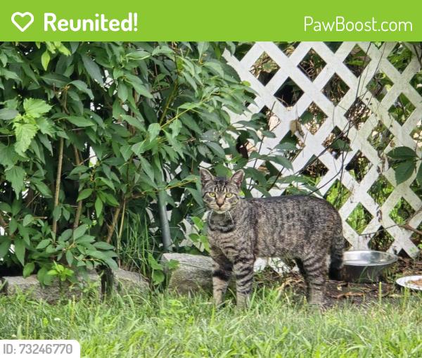 Reunited Unknown Cat last seen Whitehorse Avenue by Pete's Steakhouse, Hamilton Township, NJ 08610