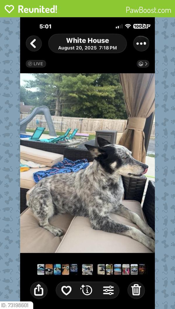Reunited Female Dog last seen Dobblins rd, Portland, TN 37148