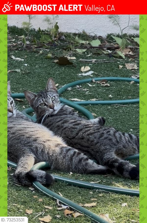 Lost Male Cat last seen Magazine street, Vallejo, CA 94591