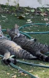Lost Male Cat last seen Magazine street, Vallejo, CA 94591
