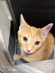 Found/Stray Male Cat last seen Bragg Blvd by Cape Fear Automotive, Fayetteville, NC 28303
