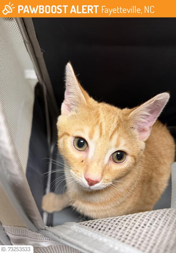 Found/Stray Male Cat last seen Bragg Blvd by Cape Fear Automotive, Fayetteville, NC 28303