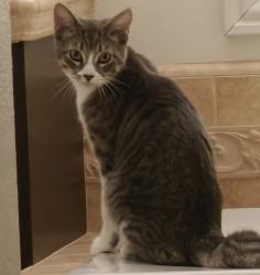 Lost Male Cat last seen Fairmont Blvd and Trentino Ln near a park, Yorba Linda, CA 92886