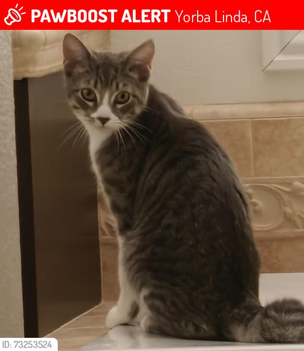 Lost Male Cat last seen Fairmont Blvd and Trentino Ln near a park, Yorba Linda, CA 92886