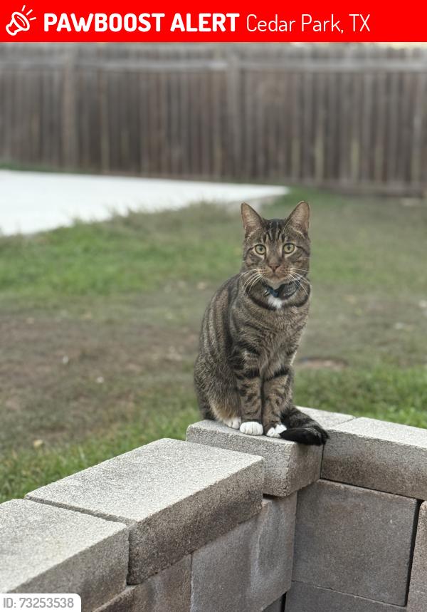 Lost Male Cat last seen Near Blue Ridge Dr Cedar Park, TX 78613 United States, Cedar Park, TX 78613