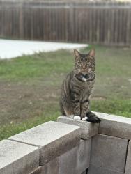Lost Male Cat last seen Near Blue Ridge Dr Cedar Park, TX 78613 United States, Cedar Park, TX 78613