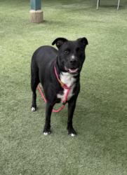Shelter Stray Male Dog last seen , West Valley Animal Shelter, 20655 Plummer St, Chatsworth, CA 91311, USA