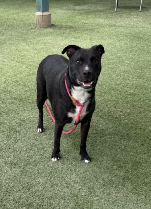 Shelter Stray Male Dog last seen , West Valley Animal Shelter, 20655 Plummer St, Chatsworth, CA 91311, USA