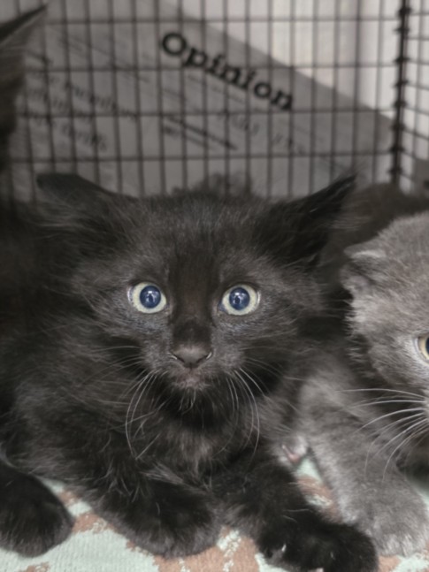 Shelter Stray Female Cat last seen , West Valley Animal Shelter, 20655 Plummer St, Chatsworth, CA 91311, USA