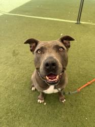 Shelter Stray Female Dog last seen , 11361 W Pico Blvd, Los Angeles, CA 90064, USA