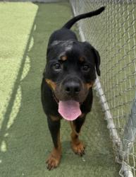 Shelter Stray Female Dog last seen , 11361 W Pico Blvd, Los Angeles, CA 90064, USA