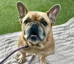 Shelter Stray Male Dog last seen , 11361 W Pico Blvd, Los Angeles, CA 90064, USA