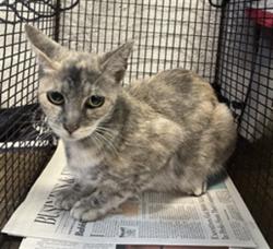 Shelter Stray Female Cat last seen , 957 N Gaffey St, San Pedro, CA 90731, USA