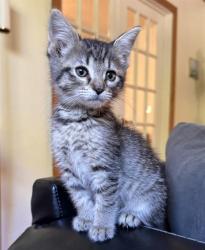 Shelter Stray Female Cat last seen ASTORIA ST & GRAND AVE, 2127 Front St, Sacramento, CA 95818, USA