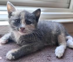 Shelter Stray Female Cat last seen NORTHGATE BLVD & W EL CAMINO AVE, 2127 Front St, Sacramento, CA 95818, USA