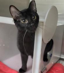 Shelter Stray Female Cat last seen ST CHARLES CO, 4850 Mid Rivers Mall Dr, St Peters, MO 63376, USA