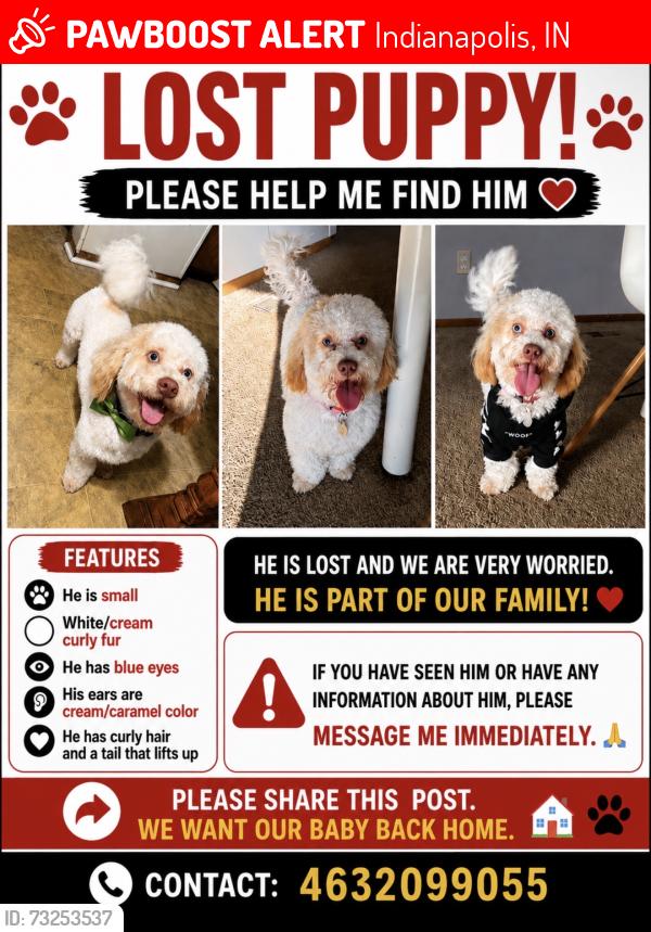 Lost Male Dog last seen Near street and mitthoeffer, Indianapolis, IN 46226