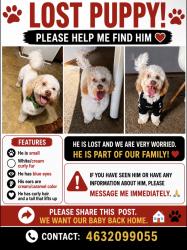 Lost Male Dog last seen Near street and mitthoeffer, Indianapolis, IN 46226