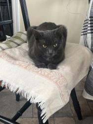 Lost Male Cat last seen Lenoir Nature Preserve, Yonkers, NY 10701