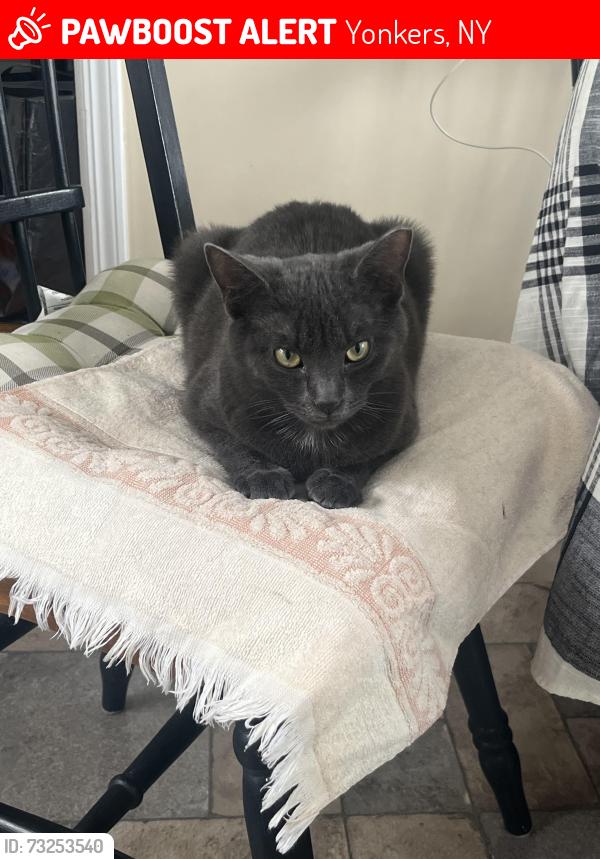 Lost Male Cat last seen Lenoir Nature Preserve, Yonkers, NY 10701