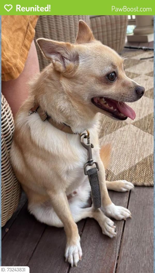 Reunited Male Dog last seen Stoughton Street, Boston, MA 02125
