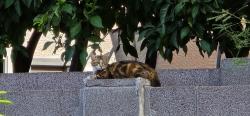 Found/Stray Female Cat last seen 60th and Bell, Scottsdale, AZ 85254