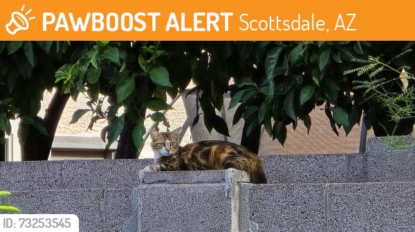 Found/Stray Female Cat last seen 60th and Bell, Scottsdale, AZ 85254