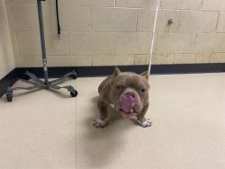 Shelter Stray Male Dog last seen Near BLOCK W NORTH AVE, 3839 W Burnham St, West Milwaukee, WI 53215, USA