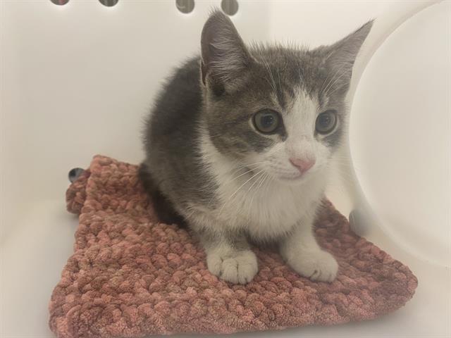 Shelter Stray Male Cat last seen , 3839 W Burnham St, West Milwaukee, WI 53215, USA