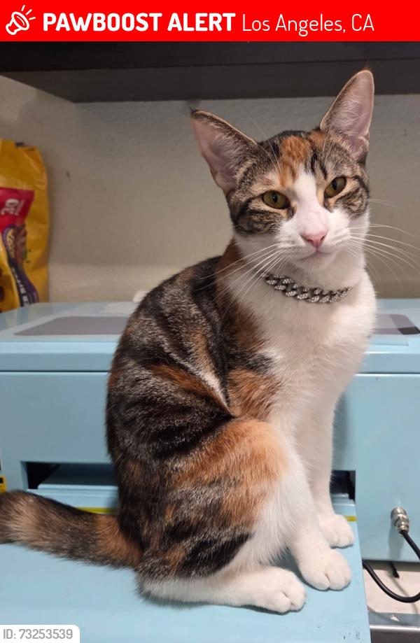 Lost Female Cat last seen Near Hesperia Ave, Los Angeles, CA 91335