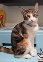 Lost Female Cat last seen Near Hesperia Ave, Los Angeles, CA 91335
