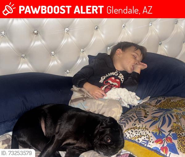 Lost Male Dog last seen 59th ave and northern are, Glendale, AZ 85302