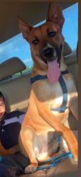 Lost Male Dog last seen West rd, Houston, TX 77060