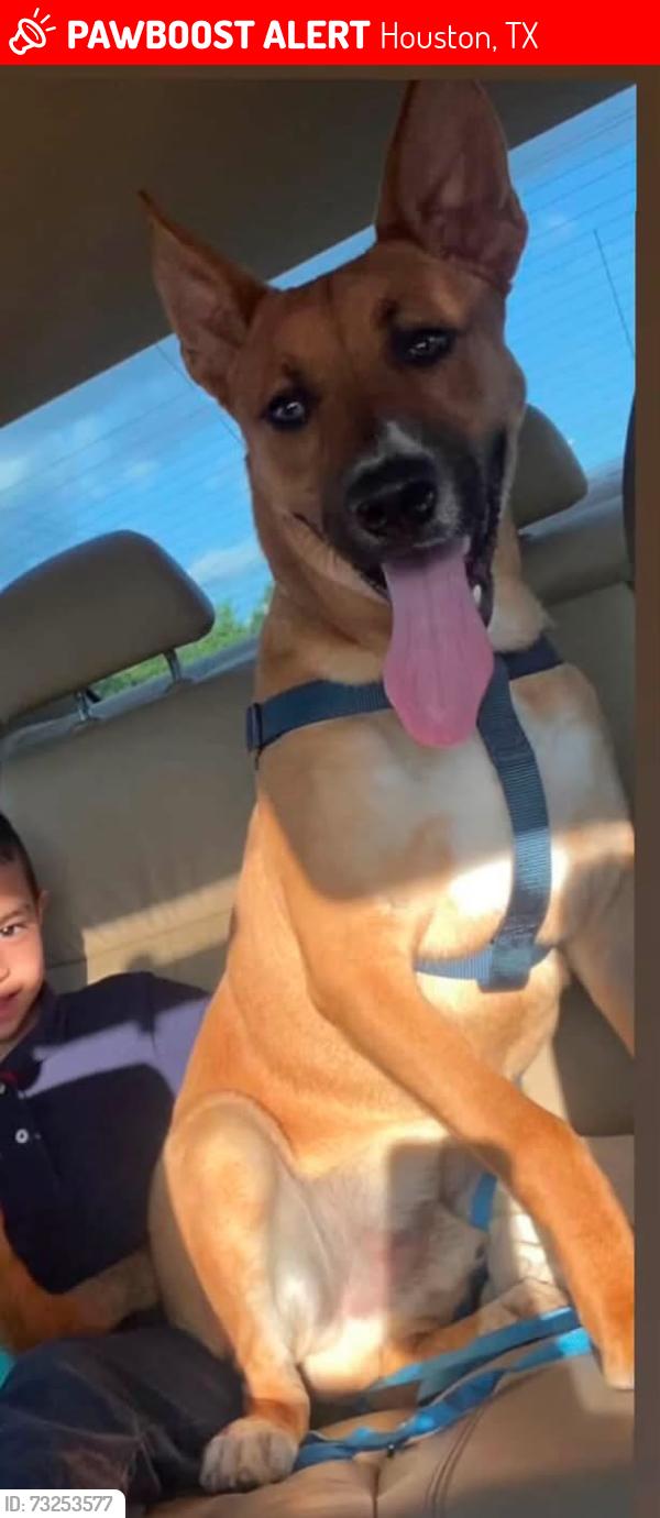 Lost Male Dog last seen West rd, Houston, TX 77060