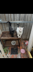 Reunited Male Cat last seen mulga street thomastown, Thomastown, VIC 3074