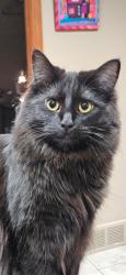 Reunited Female Cat last seen Last seen at our hse off 3rd St just before Tower Rd, Missoula, MT 59804