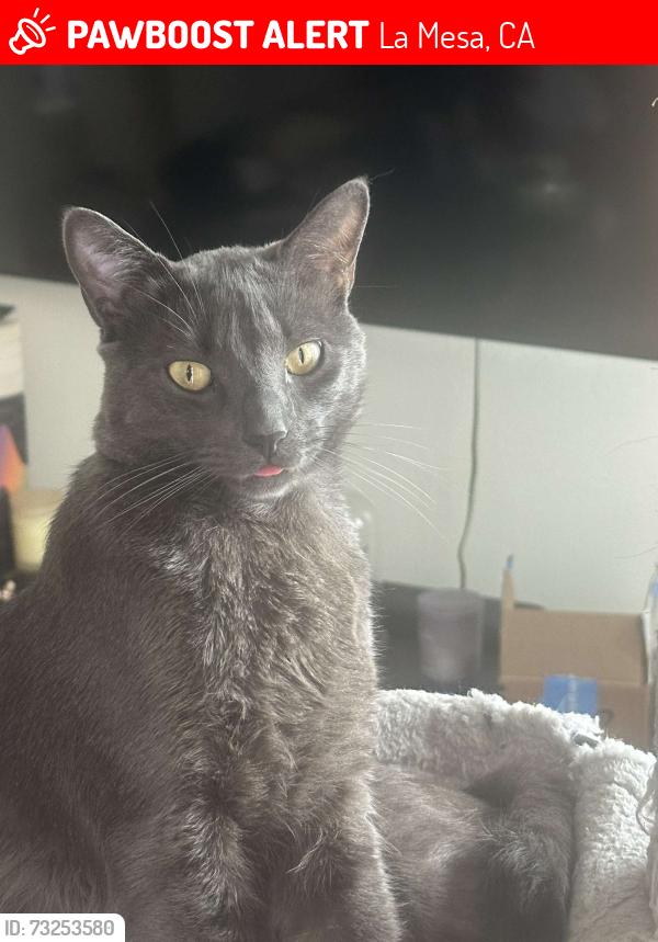 Lost Male Cat last seen La mesa, La Mesa, CA 91941